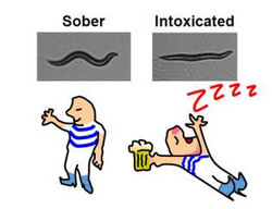 Alkoholresistente Würmer