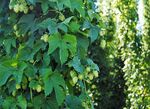 Hopfen